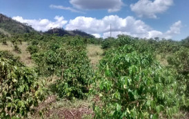 Homem é encontrado morto na área rural de Jerônimo Monteiro
