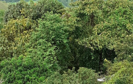 Devastação virou diversão em Guaçuí-ES