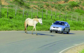 Animais soltos na rodovia BR 482 em Guaçuí-ES.