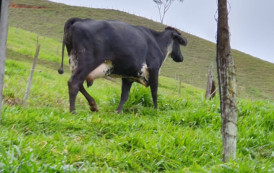 Mais de 900 produtores de leite do ES foram atendidos pelas consultorias de Fertilização In Vitro (FIV) em 2022