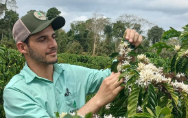 Projeção de la niña para início do ano favorece safra de café para 2024 no Estado