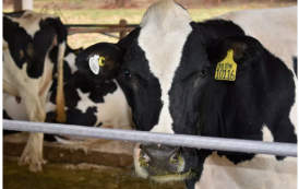 Risco de mal da vaca louca parece ter sido só um susto