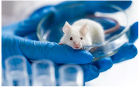 Governo proíbe uso de animais em testes de cosméticos