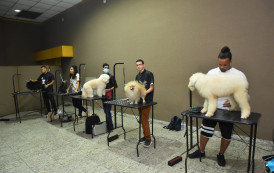 Pet Fair ES terá atrações para animais de estimação e tutores 