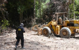 Desmatamento na Amazônia cai 22% em um ano