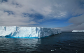 Um iceberg 3x maior que SP pode colocar espécies em risco