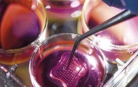 Testes em animais são substituídos por 