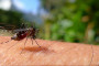 Saúde divulga 47º Boletim da Dengue
