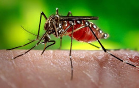 Espírito Santo tem 217 casos de dengue registrados na primeira semana do ano.