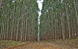 Ministério Público recorre de decisão que libera plantio de eucalipto em Mucurici e Ponto Belo