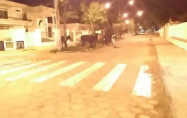 Boiada resolve dar uma volta no centro de Guaçuí na noite dos namorados.