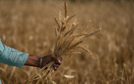 A seca na Índia ajuda o agronegócio do Brasil?