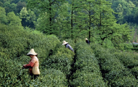 China incentiva recém-formados a trabalharem no campo