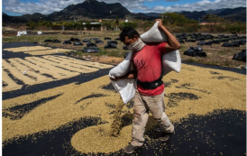 Para salvar o café da crise climática, Nestlé vai investir US$ 1 bilhão