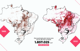 22% do território brasileiro foi queimado em quase 40 anos