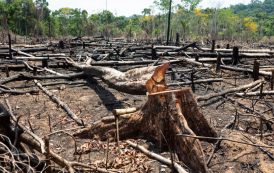 Desmatamento bate recorde no Cerrado e cai na Amazônia