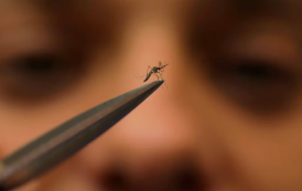 Dengue chega aos EUA e se espalha por outros países