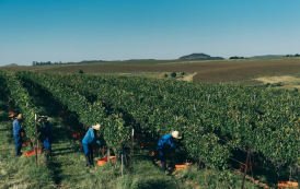 Sobra de vinho no mundo faz plantações serem destruídas