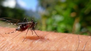 Ações são programadas para o Dia Nacional de Combate ao Mosquito. (Foto: Arquivo/Agência Brasil)