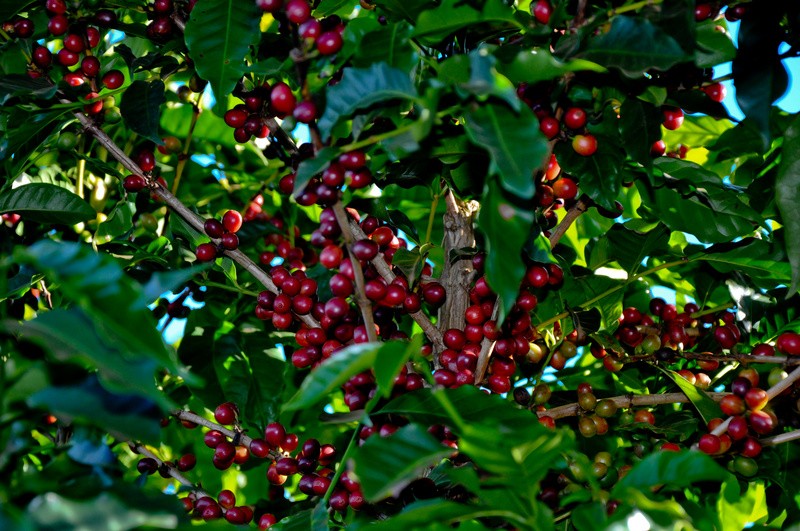 36º Prêmio Ernesto Illy recebe 481 amostras de cafés sustentáveis de alta qualidade 36º Prêmio Ernesto Illy recebe 481 amostras de cafés sustentáveis de alta qualidade
